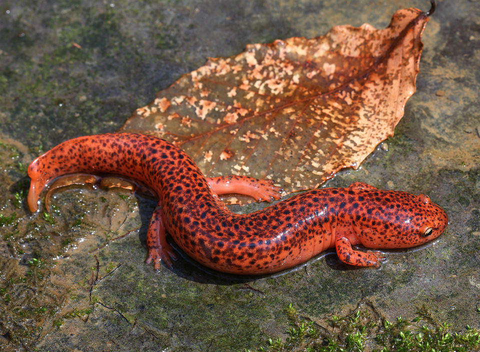 Red Salamander